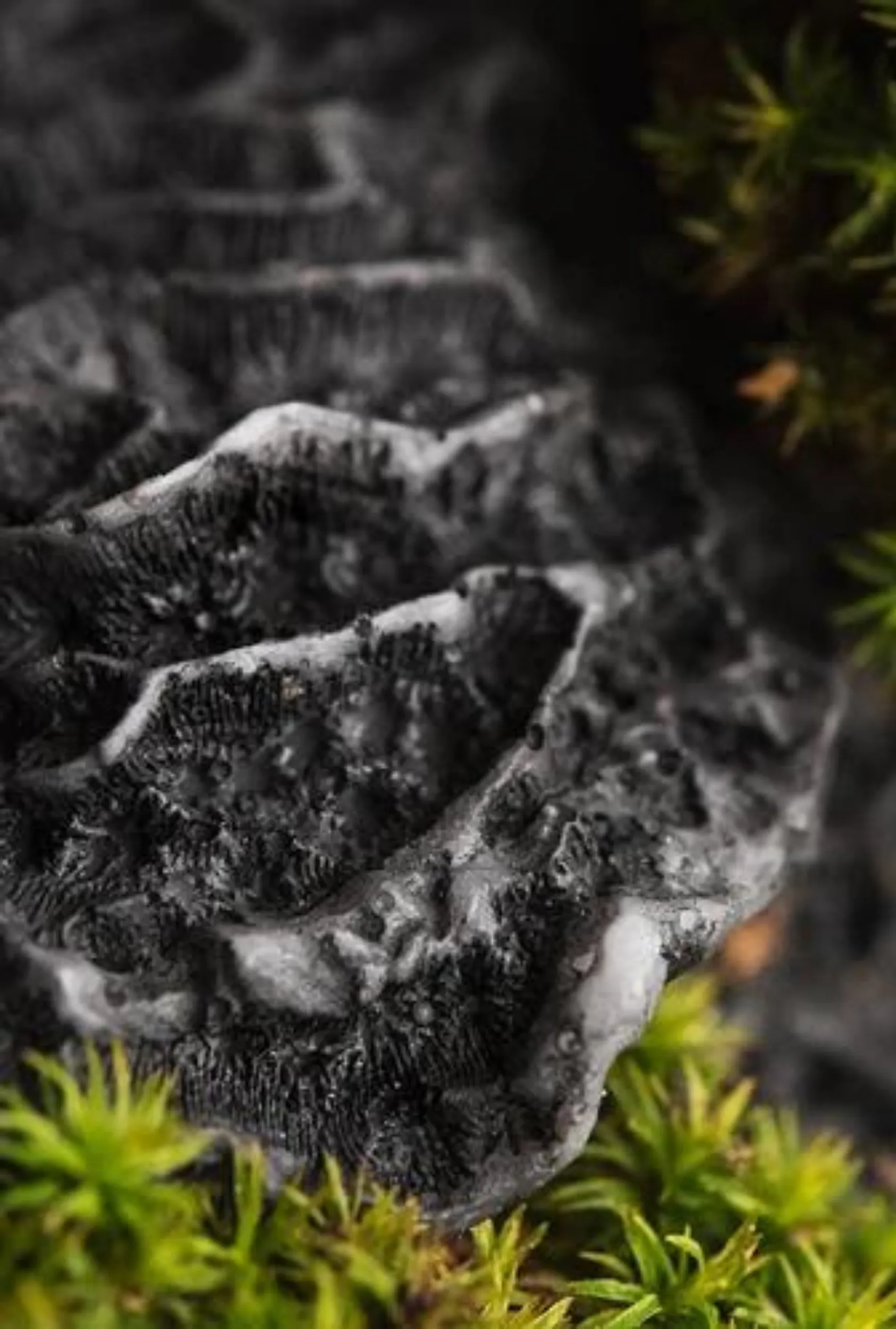 Black Coral   Moss: 10oz Soy Wax Candle with Black Tourmaline
