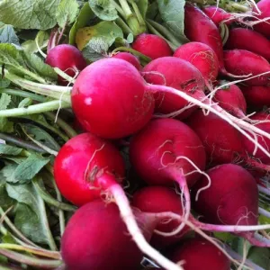 Champion Radish Seeds