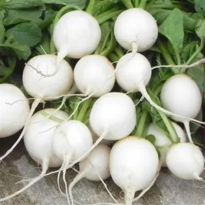 Hailstone Radish Seeds
