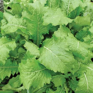 Seven Top Turnip Seeds
