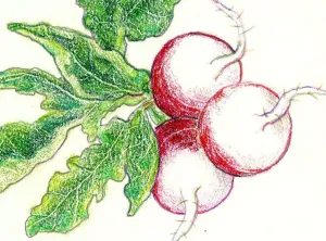 Sparkler Radish