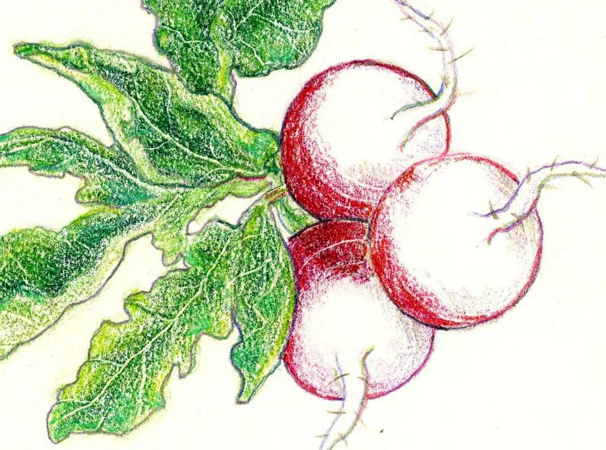 Sparkler Radish