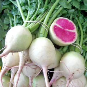 Watermelon Radish Seeds