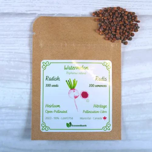Watermelon Radish Seeds