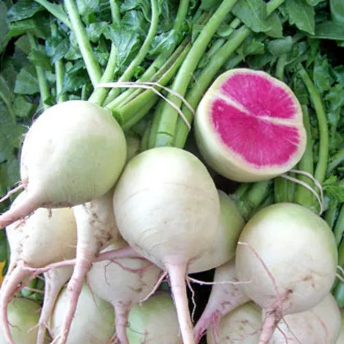 Watermelon Radish Seeds