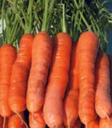 YaYa F1 Carrot ORGANIC