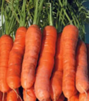 YaYa F1 Carrot ORGANIC